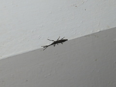 Nemocephalus
