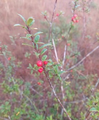 Ilex myrtifolia