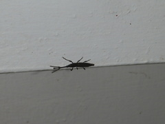 Nemocephalus