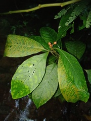 Eumachia montana
