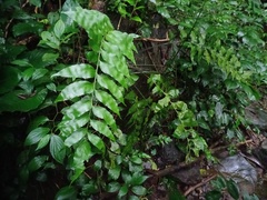Asplenium macrophyllum