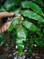 Asplenium macrophyllum