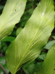Asplenium macrophyllum
