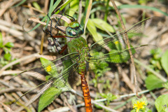 Anax longipes