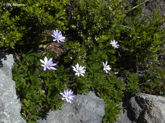 Perezia pedicularidifolia