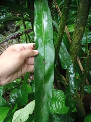 Asplenium vittaeforme