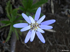 Perezia pedicularidifolia