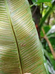 Asplenium vittaeforme