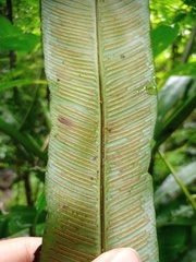 Asplenium vittaeforme
