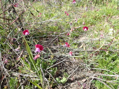 Lathyrus clymenum