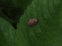 Neocalyptis affinisana