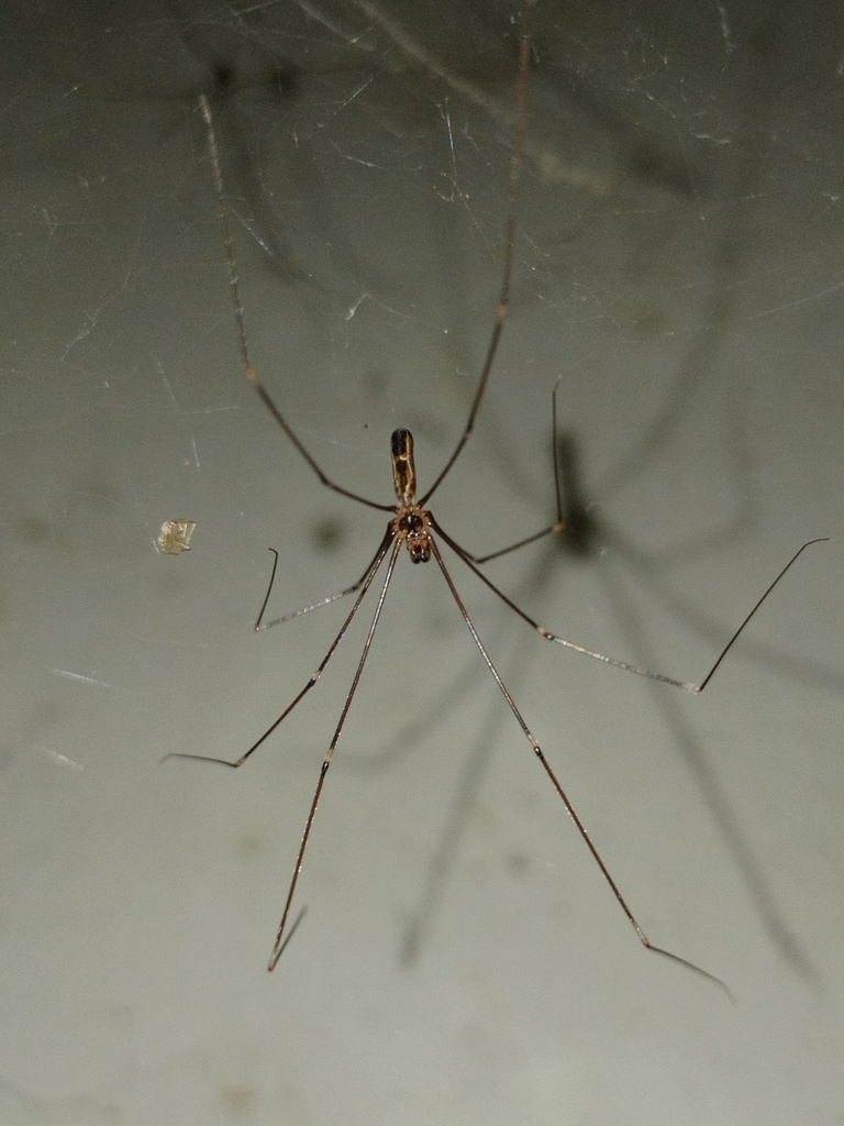 Uthina in December 2021 by Naufal Urfi Dhiya'ulhaq · iNaturalist