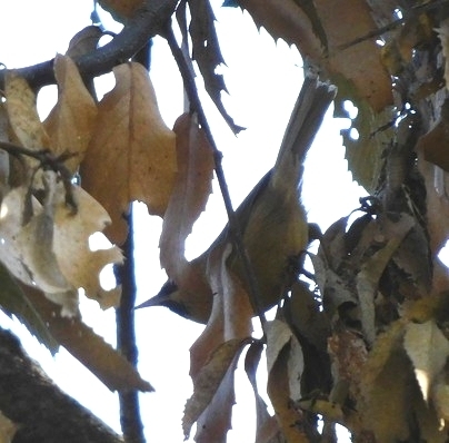 Black-chinned Babbler