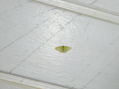 Synchlora cupedinaria