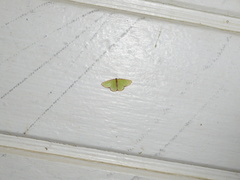 Synchlora cupedinaria