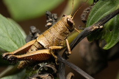 Psiloscirtus olivaceus