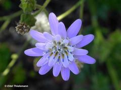 Calorezia prenanthoides
