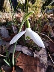 Galanthus reginae-olgae