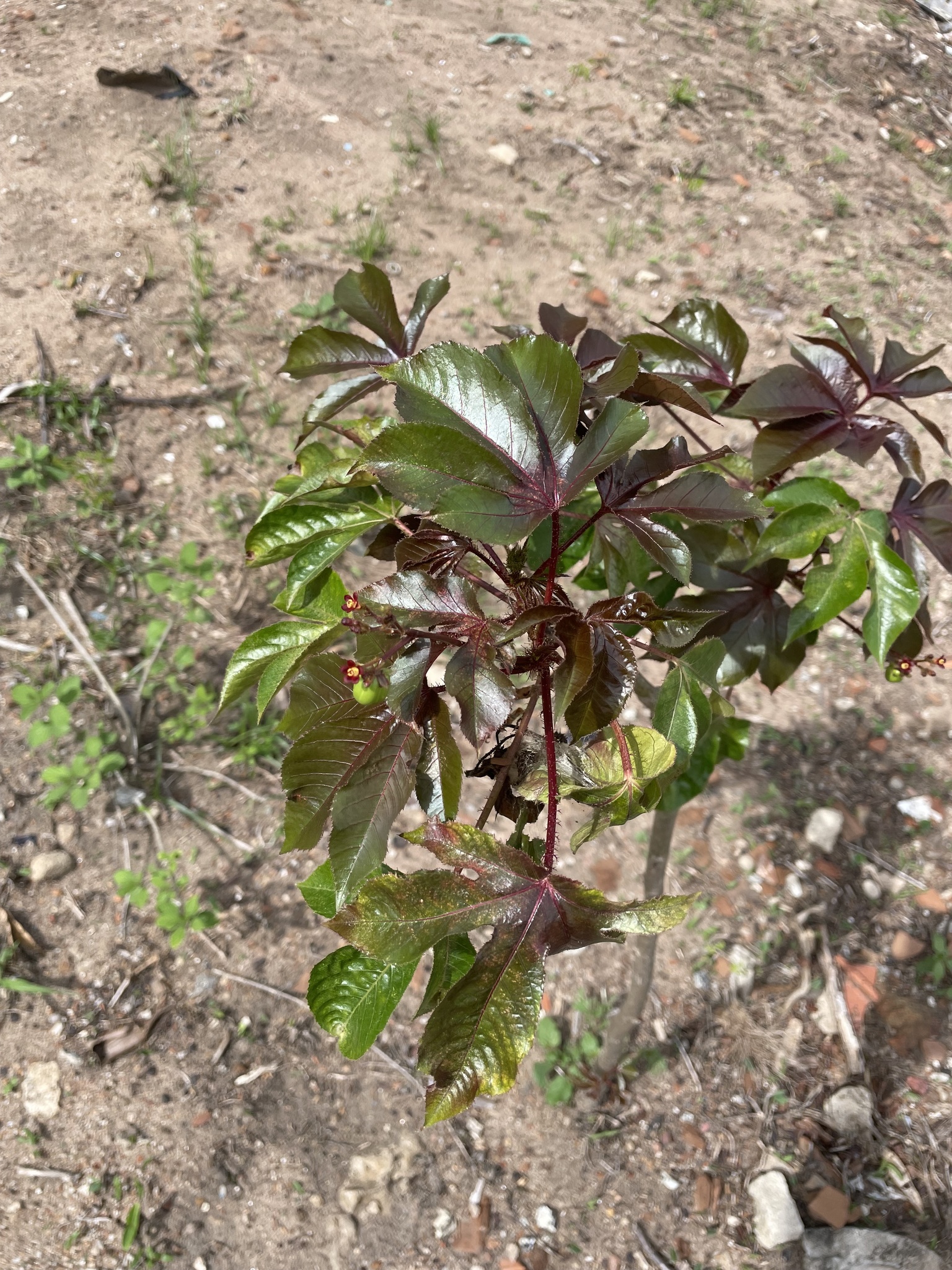 Jatropha gossypiifolia