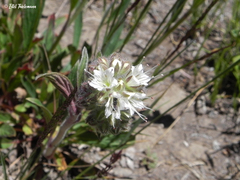 Phacelia secunda
