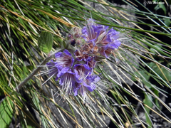 Phacelia secunda