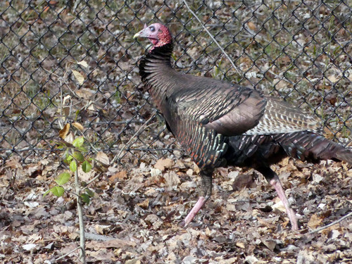 Wild Turkey photographed in Maryland