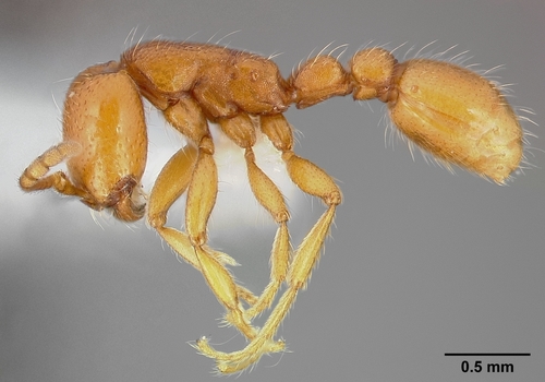 Neivamyrmex wilsoniNeivamyrmex wilsoni