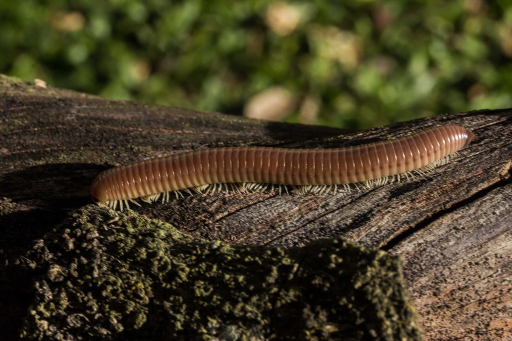 Round-backed Millipedes from Pimenteiras, Teresópolis - RJ, Brasil on ...