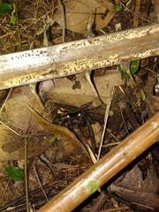 Geosesarma noduliferum