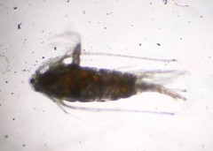Pontellidae