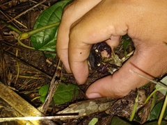 Geosesarma noduliferum