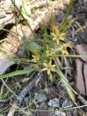 Triteleia dudleyi