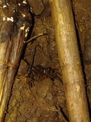 Geosesarma noduliferum