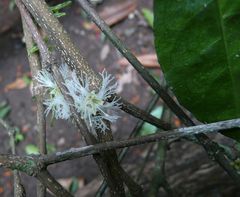 Cassipourea afzelii