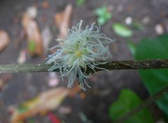 Cassipourea afzelii