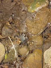 Geosesarma noduliferum