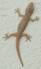 Hemidactylus frenatus
