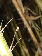 Colyttus