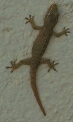 Hemidactylus frenatus