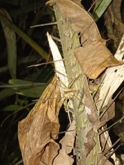 Heteropoda ocyalina