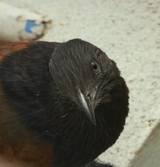 Centropus sinensis parroti