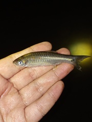 Rasbora aprotaenia