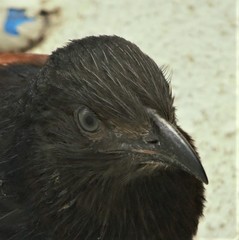 Centropus sinensis parroti