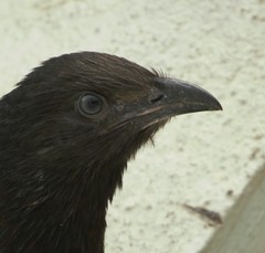 Centropus sinensis parroti