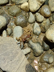 Geosesarma noduliferum