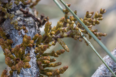 Arceuthobium campylopodum