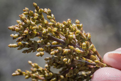 Arceuthobium campylopodum