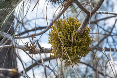 Arceuthobium campylopodum