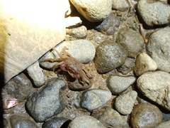 Geosesarma noduliferum