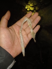 Coelognathus flavolineatus